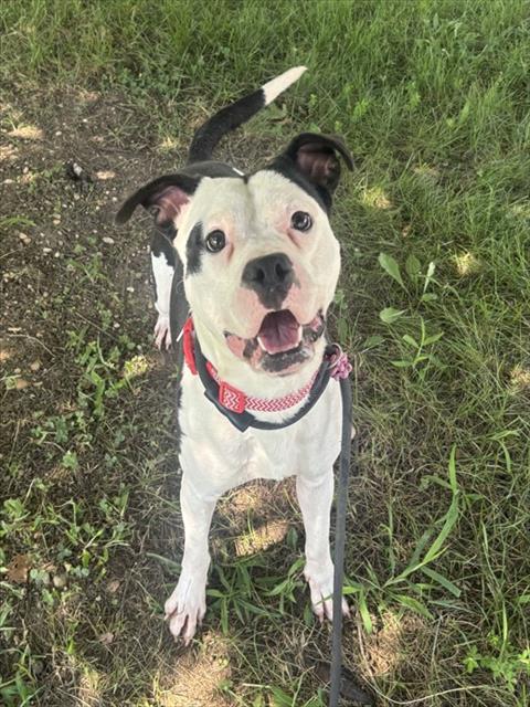 Thanos, a Pit Bull Terrier (mix breed), available for adoption