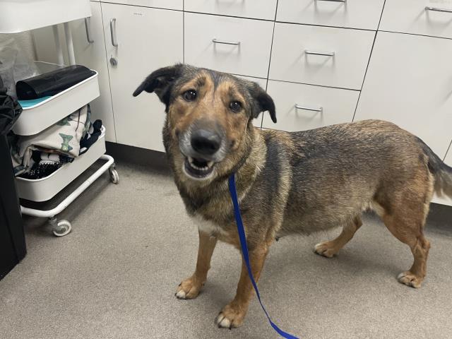 Lovey, a German Shepherd (mix breed), available for adoption