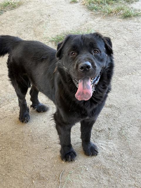 Monte, a Chow Chow (mix breed), available for adoption