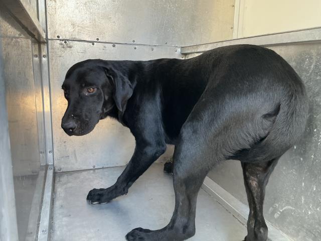 A035010, a Labrador Retriever, available for adoption