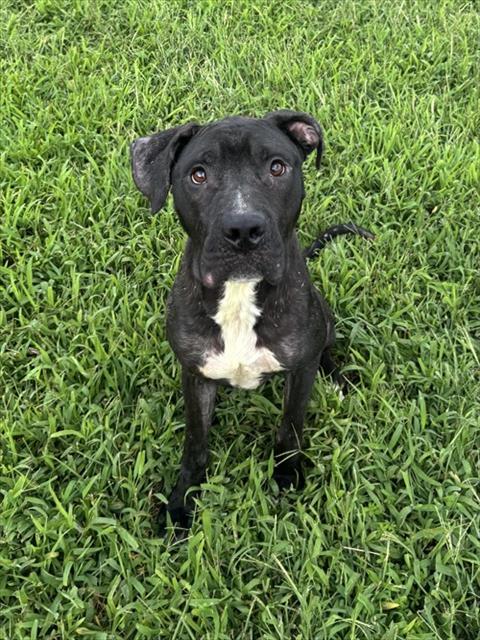 Tony, a Pit Bull Terrier (mix breed), available for adoption