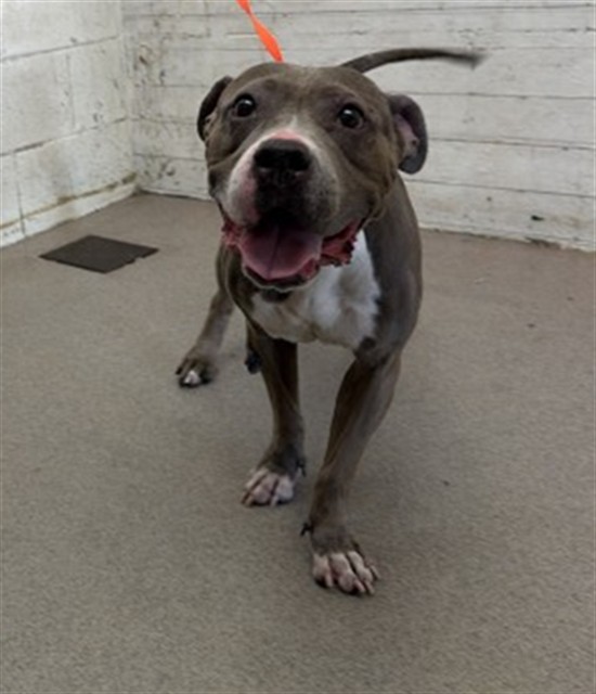 Reyna, a Pit Bull Terrier, available for adoption
