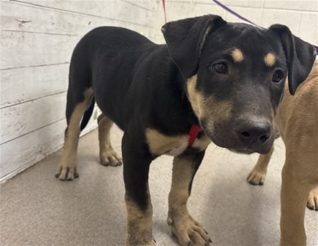 Lucky, a German Shepherd (mix breed), available for adoption