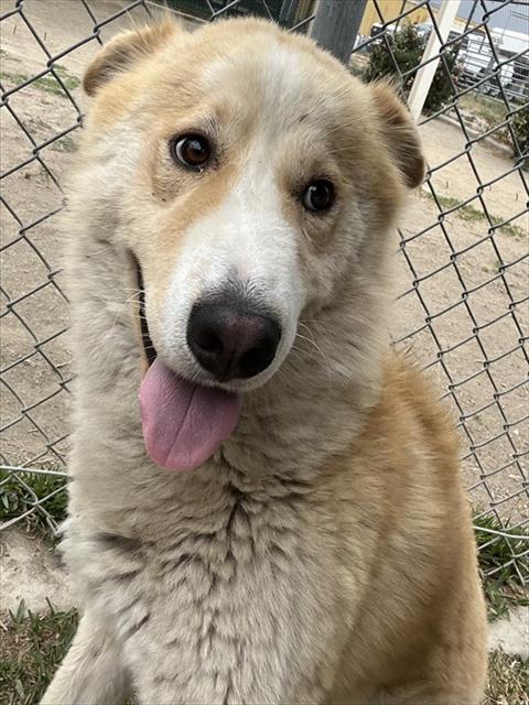 Bronx, a Siberian Husky (mix breed), available for adoption