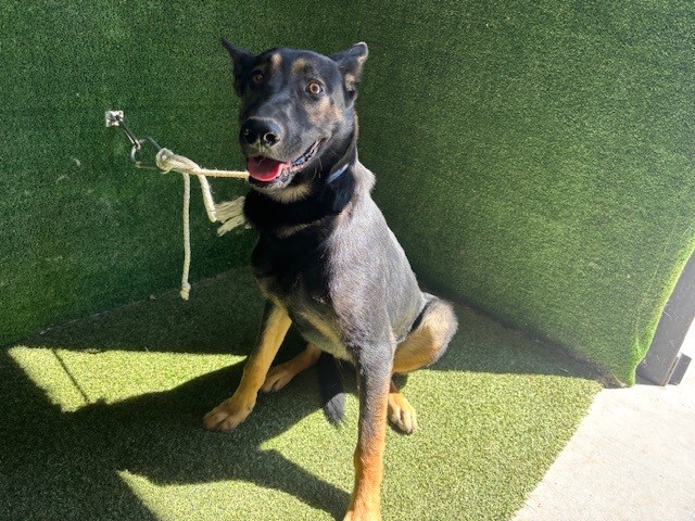 Harrison, a German Shepherd, available for adoption