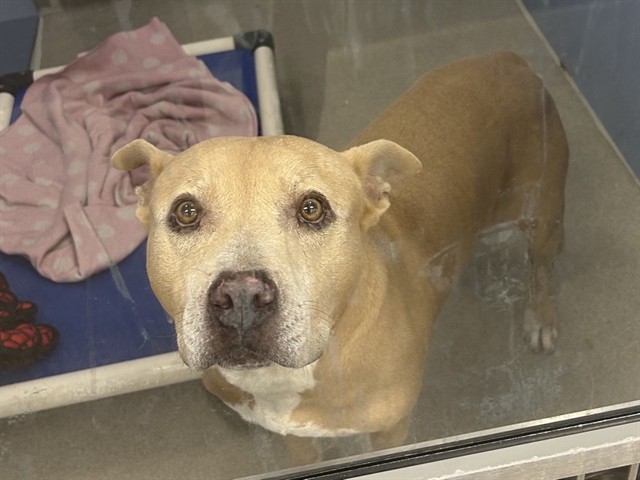 Pepperoni, a Pit Bull Terrier (mix breed), available for adoption