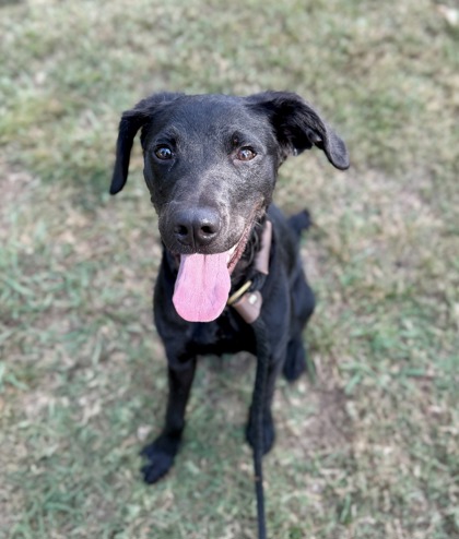 Jara Jam, a Labrador Retriever (mix breed), available for adoption