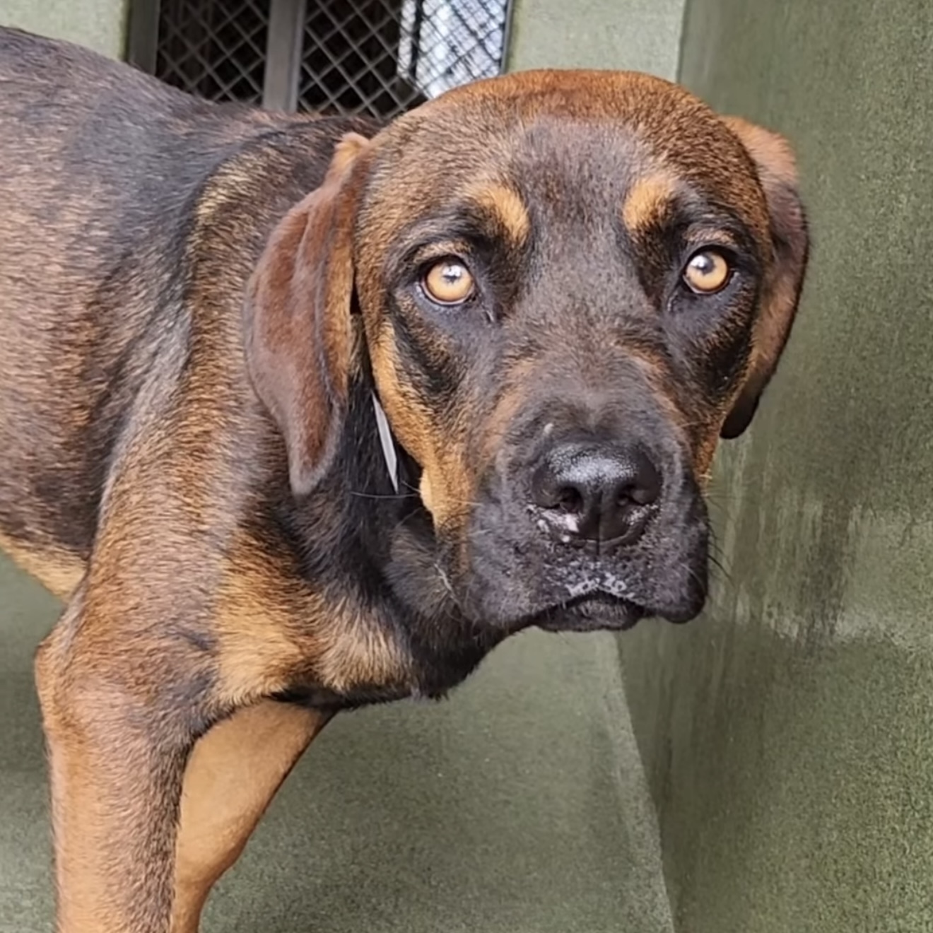 Dolly, a Rottweiler, available for adoption
