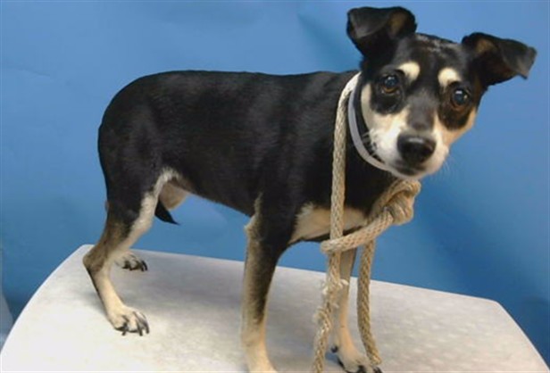 A5797207, a Chihuahua, available for adoption