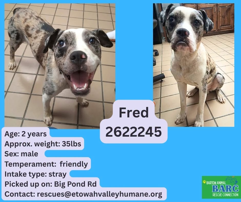 Fred, a Boxer (mix breed), available for adoption