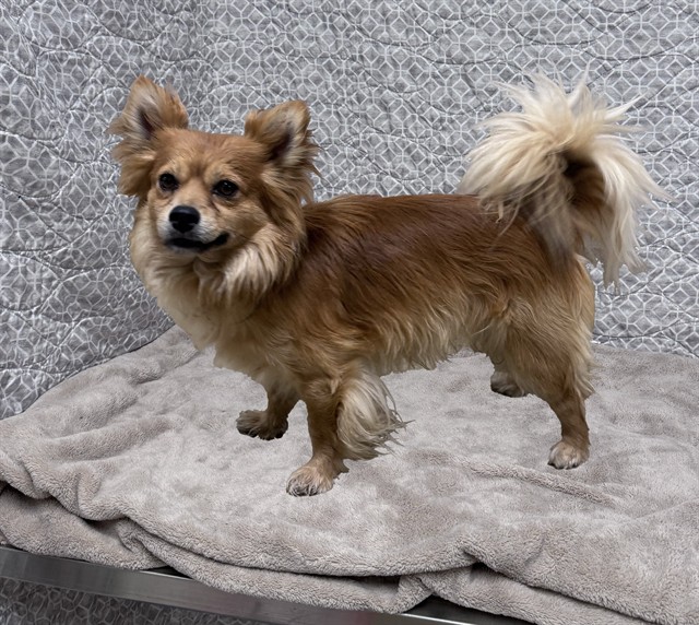 Sammy, a Pomeranian, available for adoption