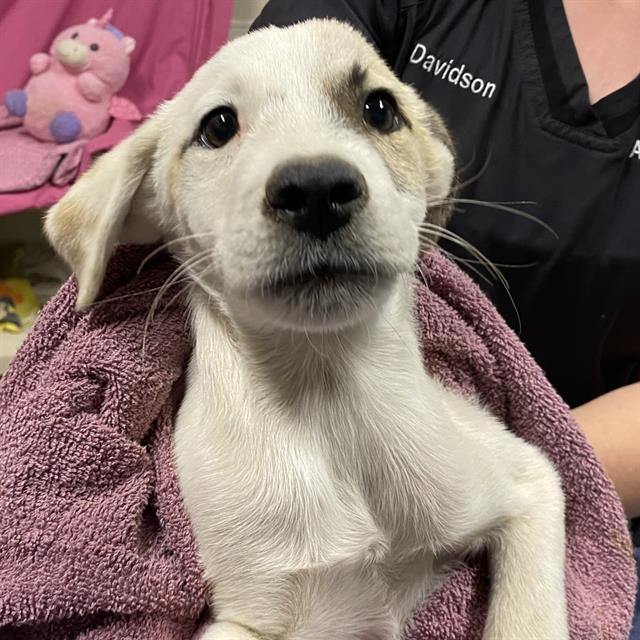Waldo, a Border Collie, available for adoption