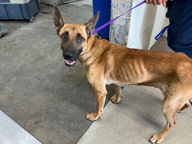 Jess, a Belgian Shepherd Malinois (mix breed), available for adoption