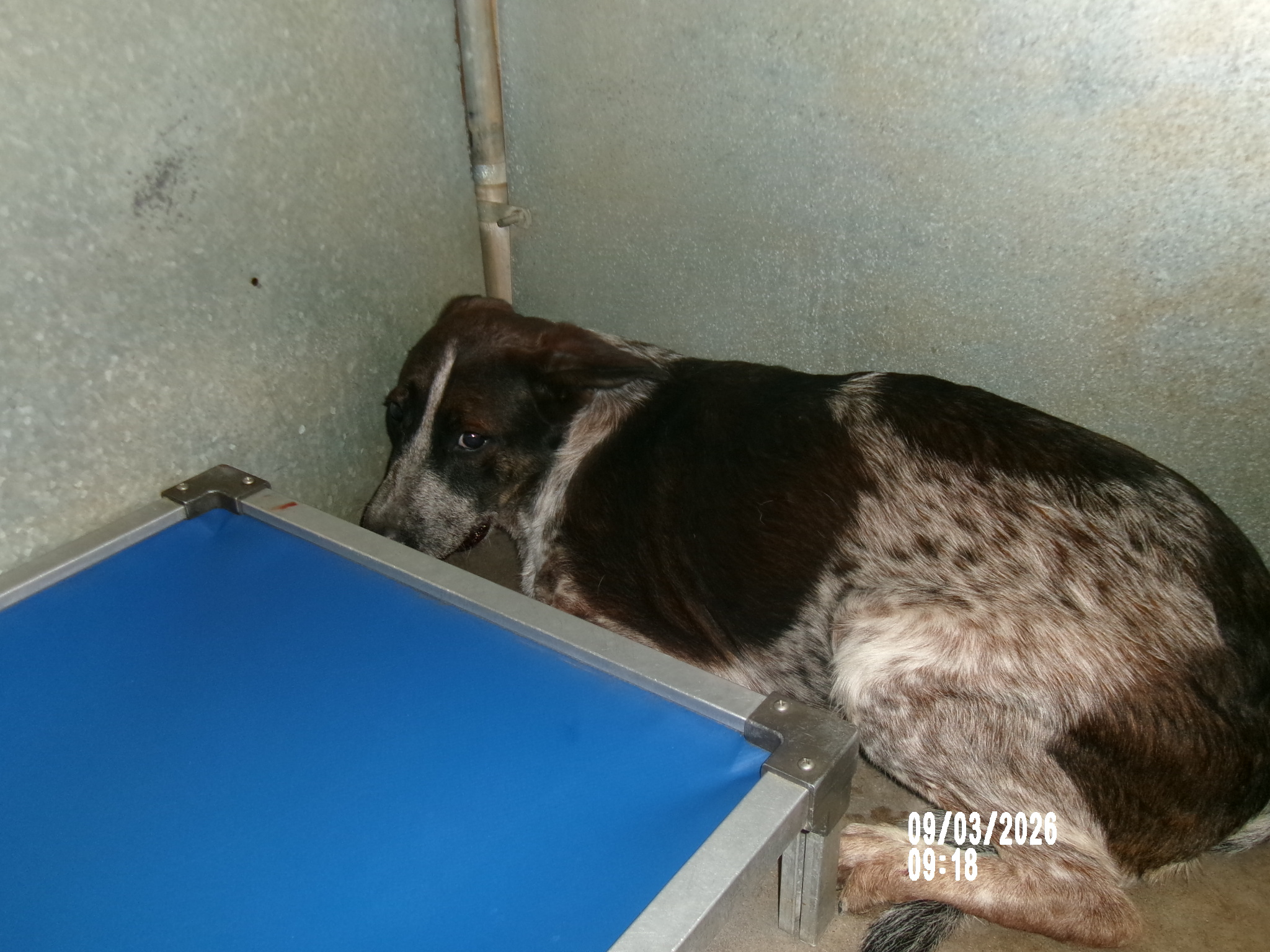 Baldric, a Cattle Dog (mix breed), available for adoption