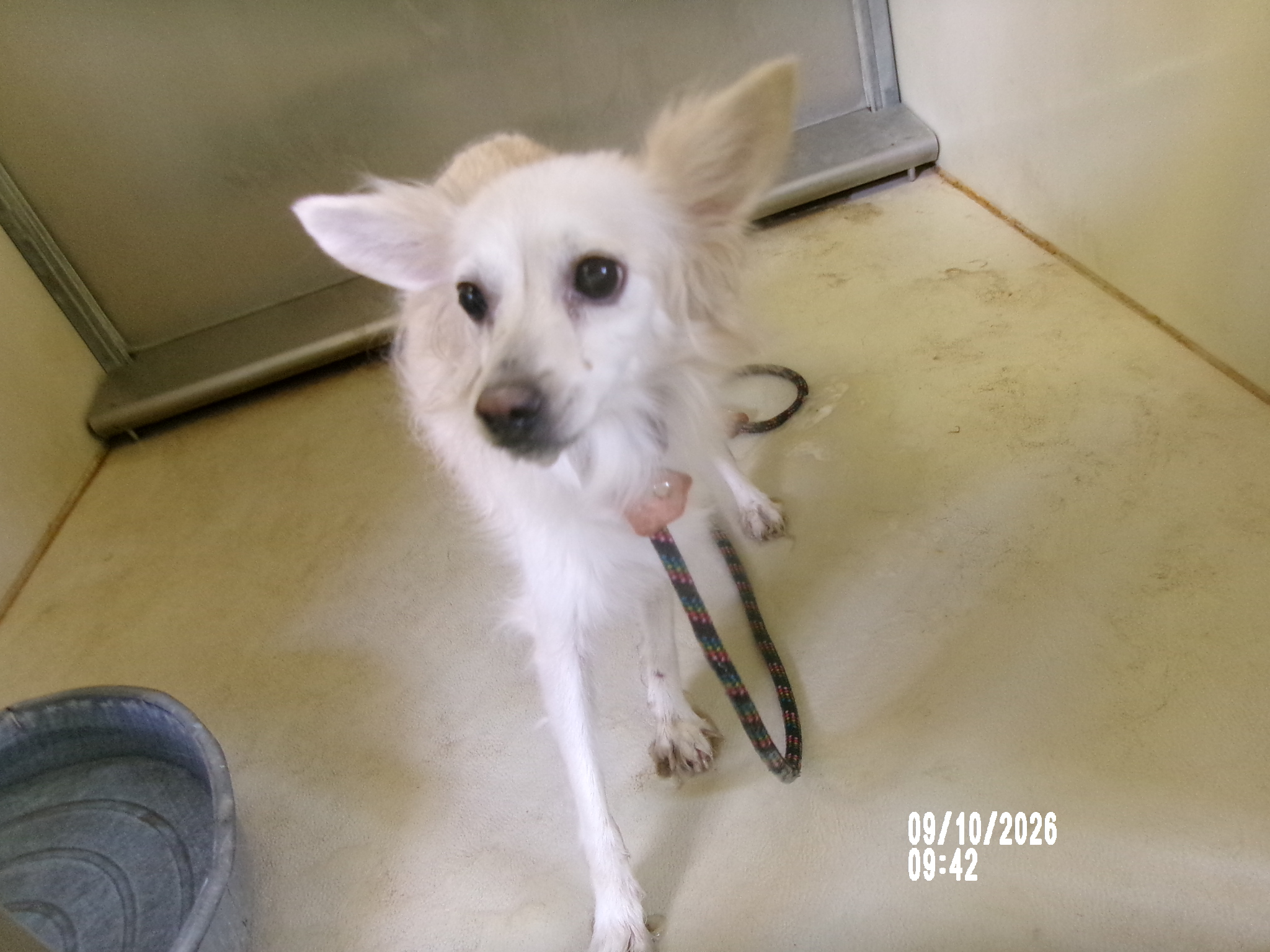 Poppy, a Chihuahua (mix breed), available for adoption