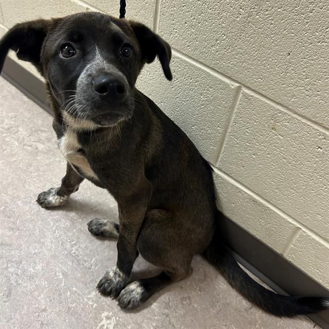 Oakley, a Black Labrador Retriever (mix breed), available for adoption