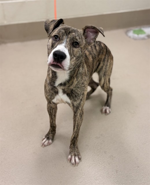Frankie, a Pit Bull Terrier (mix breed), available for adoption