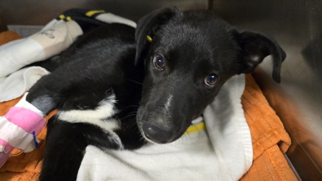 Binx, a Shepherd (mix breed), available for adoption