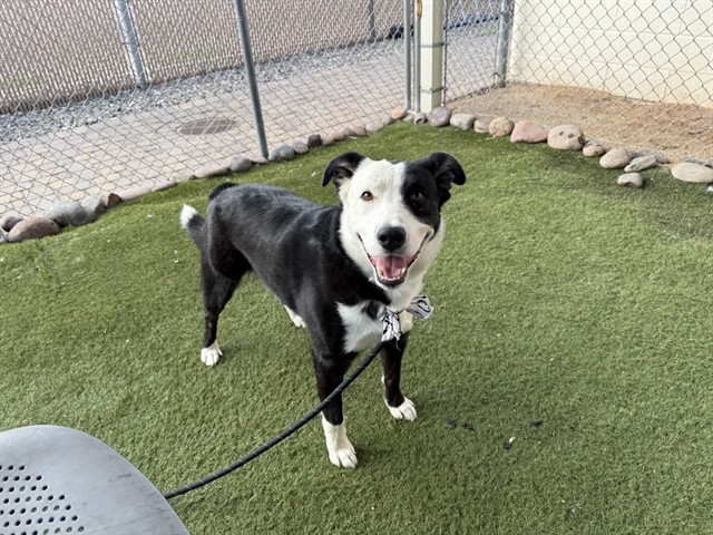 Eldredge, a Border Collie (mix breed), available for adoption