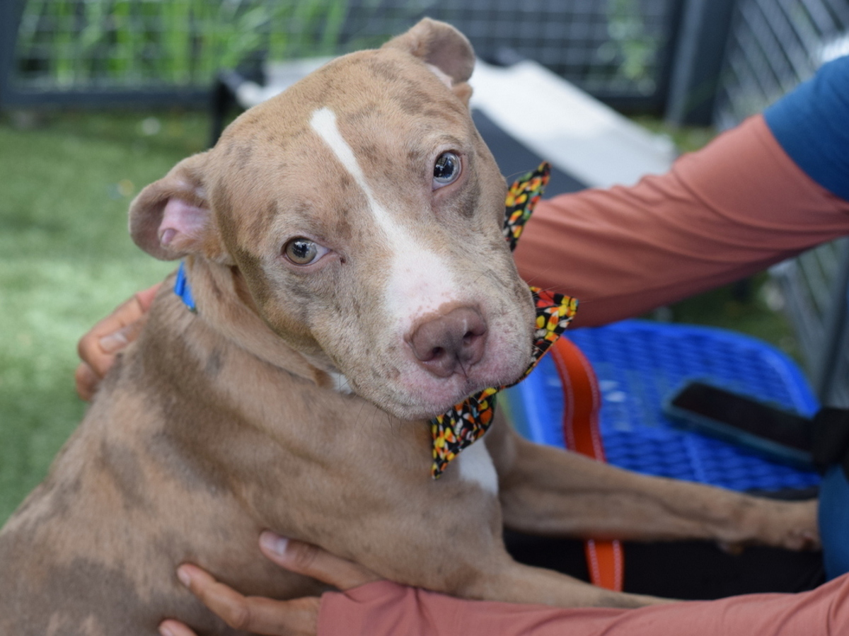 Prada, a Pit Bull Terrier, available for adoption