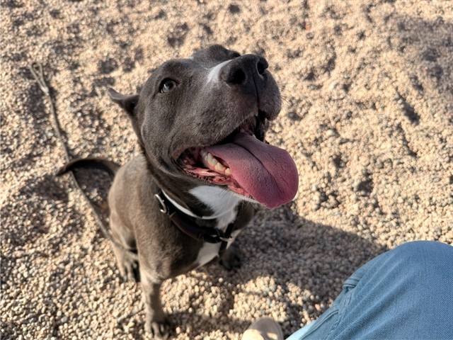 Babs, a Pit Bull Terrier (mix breed), available for adoption