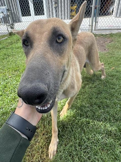 Autumn, a German Shepherd, available for adoption
