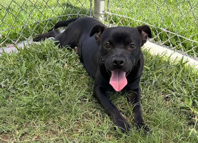 Duckie, a Labrador Retriever, available for adoption