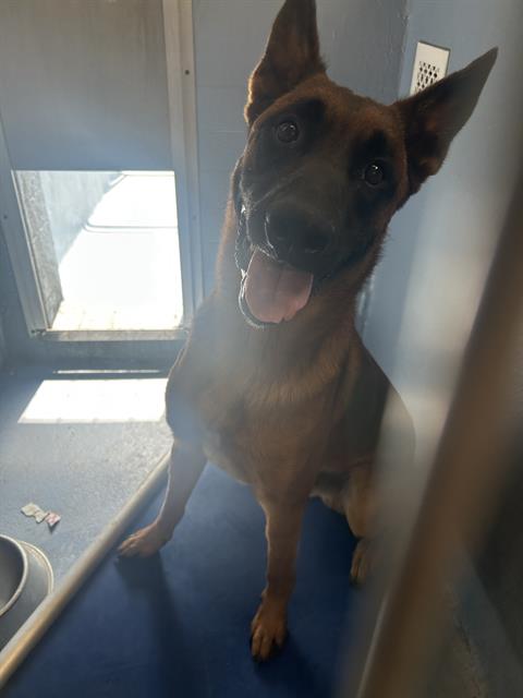 Wally, a Belgian Shepherd Malinois, available for adoption
