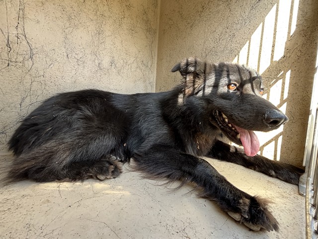 A480834, a Labrador Retriever, available for adoption