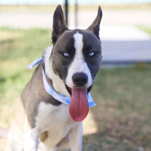 Frank Sinatra, a American Staffordshire Terrier (mix breed), available for adoption