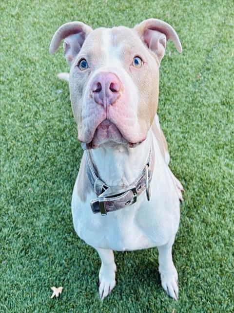 Hank, a Pit Bull Terrier (mix breed), available for adoption