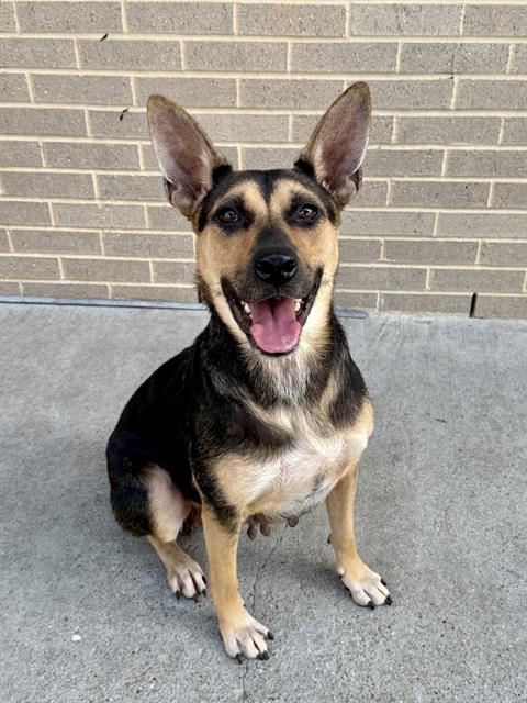Layla, a Australian Kelpie (mix breed), available for adoption
