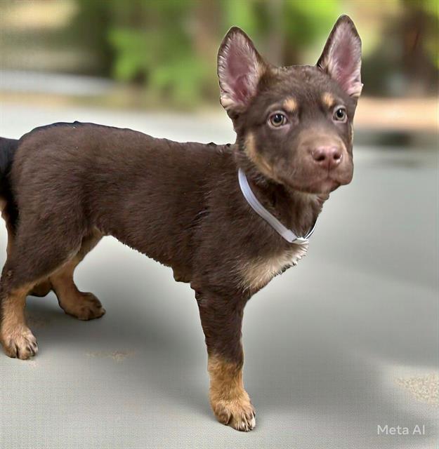 Nuka, a Siberian Husky, available for adoption