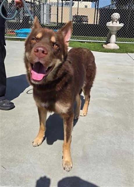 Nuka, a Siberian Husky, available for adoption