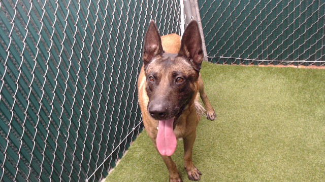 Max, a Belgian Shepherd Malinois, available for adoption