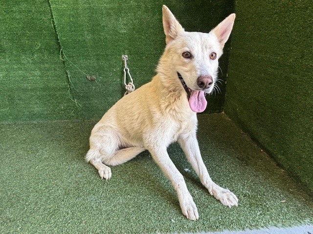 Perceval, a Siberian Husky, available for adoption