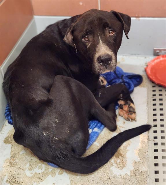 Xavier, a Great Dane (mix breed), available for adoption