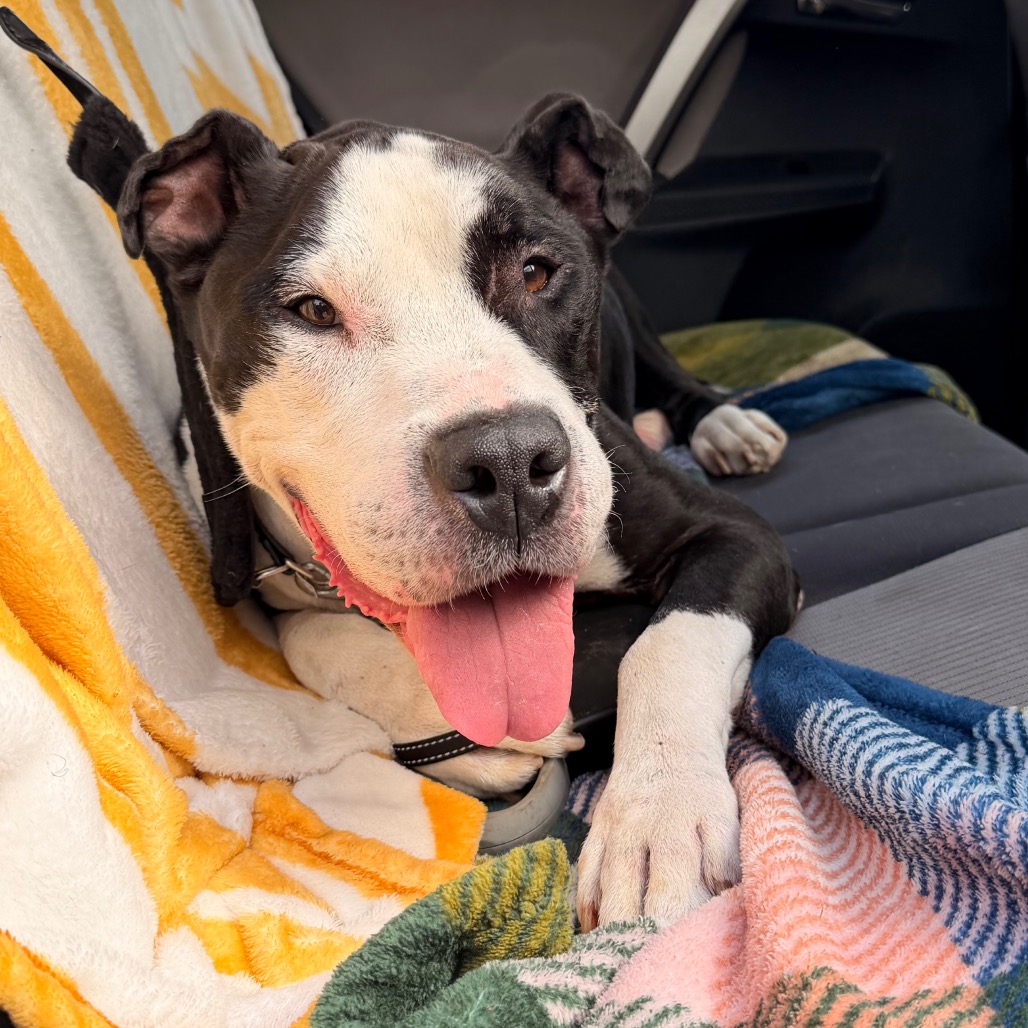 Adam, a Great Dane (mix breed), available for adoption