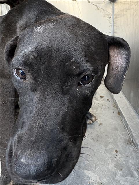 A035258, a Plott Hound (mix breed), available for adoption