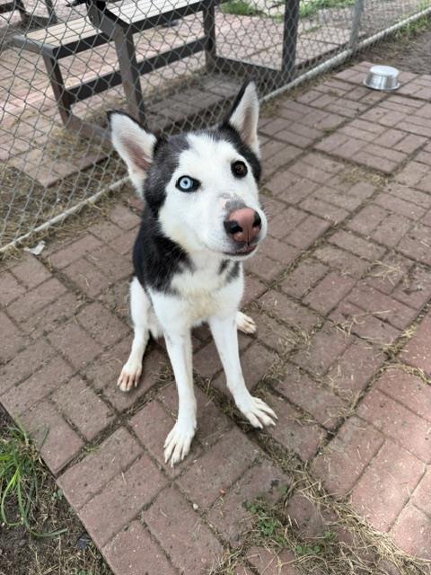 Kylan, a Siberian Husky (mix breed), available for adoption