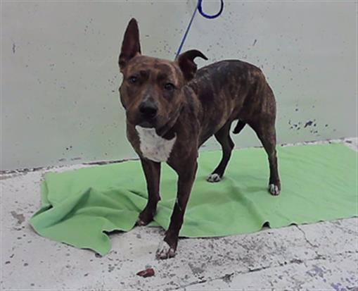 Mariah, a Staffordshire Bull Terrier (mix breed), available for adoption
