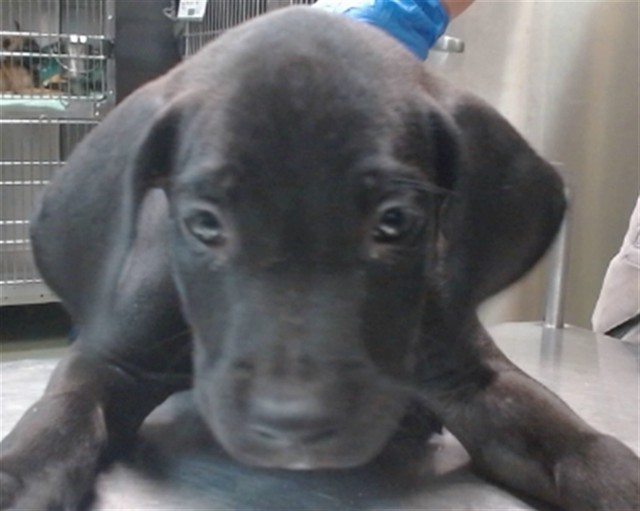 Ahoy, a Pit Bull Terrier, available for adoption