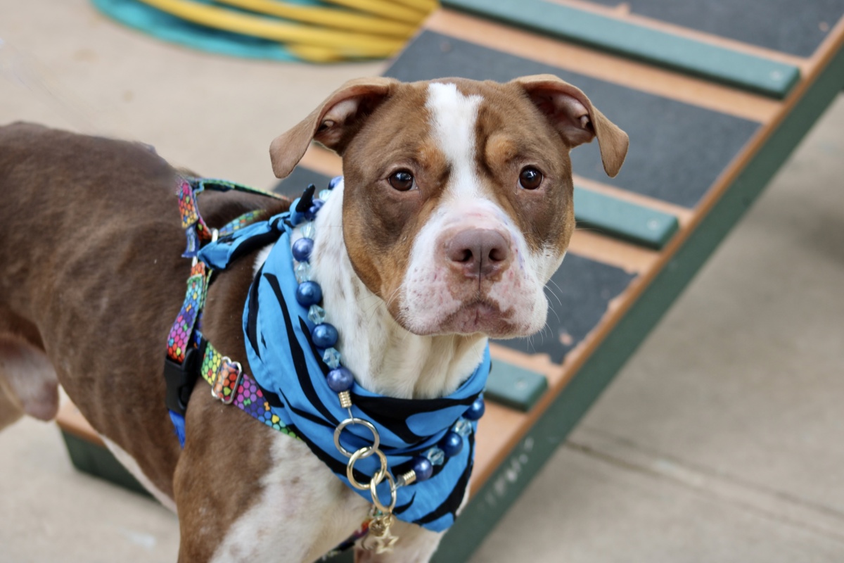 Wasabi, a American Staffordshire Terrier, available for adoption