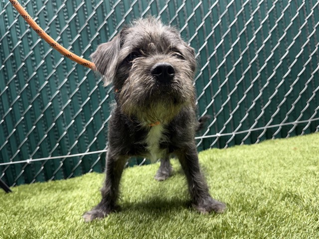 Shane, a Shih Tzu, available for adoption
