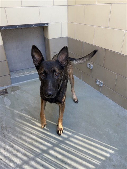 Bonny And Puppies, a Belgian Shepherd Malinois (mix breed), available for adoption