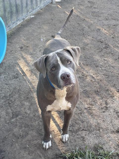 Other Photos of thie Dog