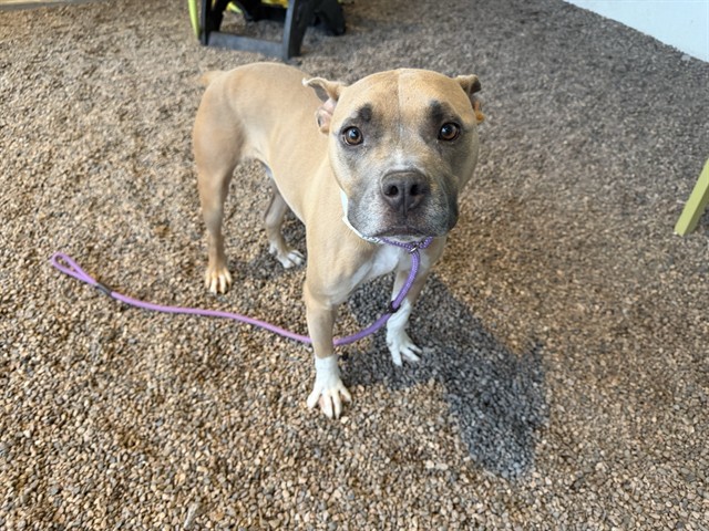 Scooby, a Pit Bull Terrier (mix breed), available for adoption