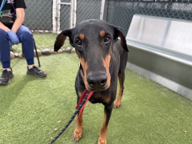 Bella, a Doberman Pinscher (mix breed), available for adoption