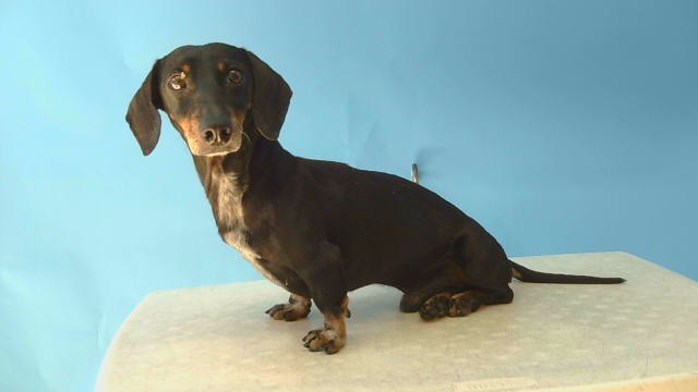 Coffee, a Dachshund, available for adoption