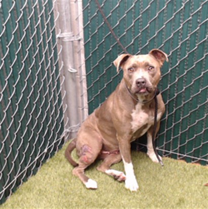 Kika, a Bullmastiff, available for adoption